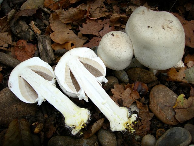 Volvariella  terrea  sp.nov.